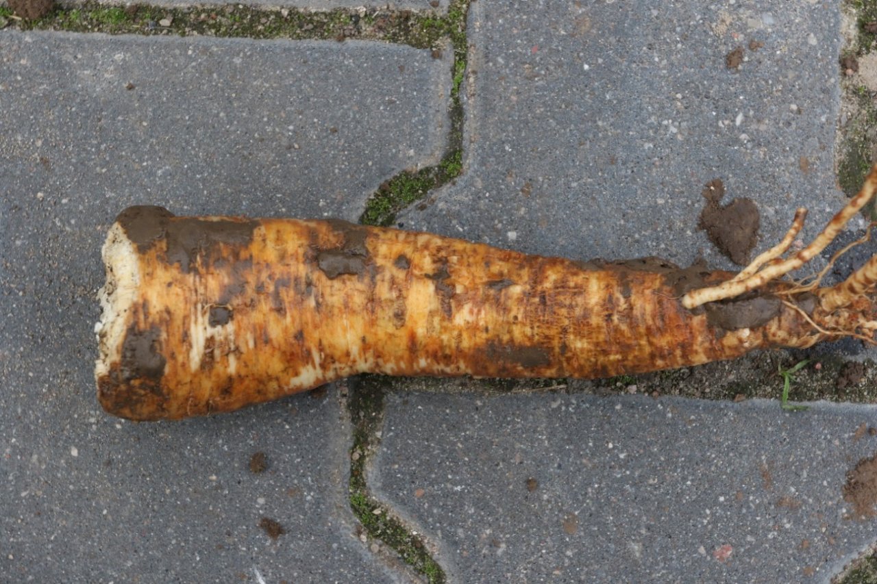 Ordzawienia korzeni pietruszki to efekt żerowania Szpilecznika baldasznika.