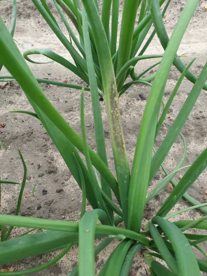 Objawy mączniaka rzekomego na plantacji w rejonie Buku