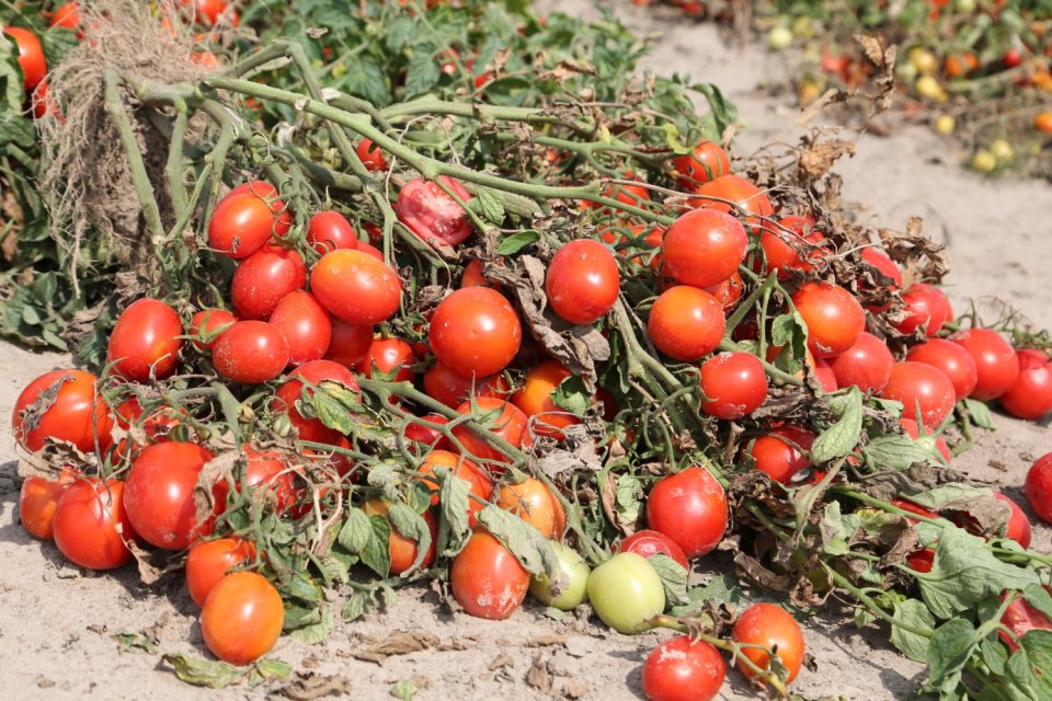 Fungicyd Signum pozwala uzyskać wysokie plony na plantacjach pomidora. Stosowany w dawce 1-1,5 kg/ha efektywnie zwalcza alternariozy